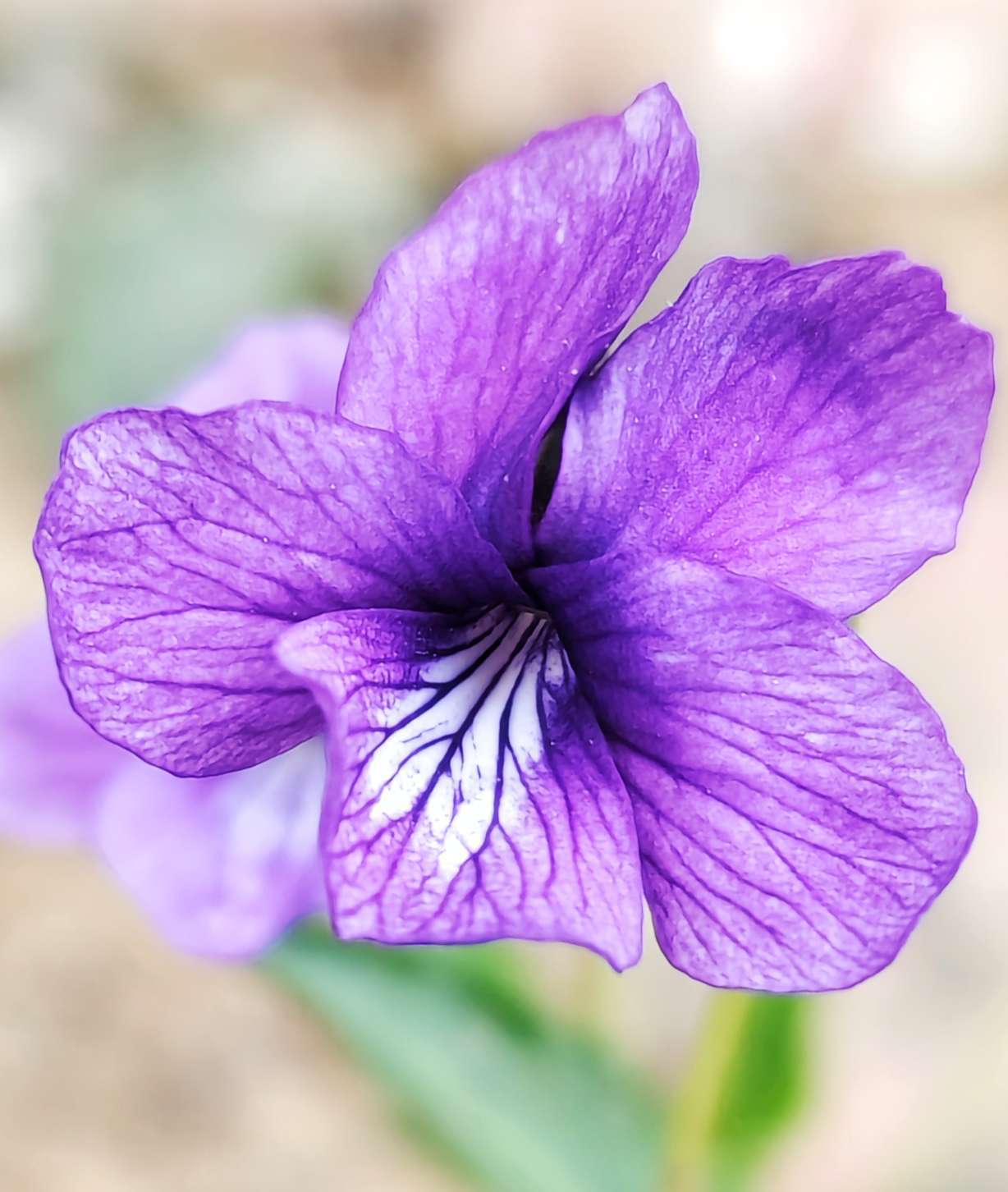 钉入泥土的地丁开出神秘紫色花朵