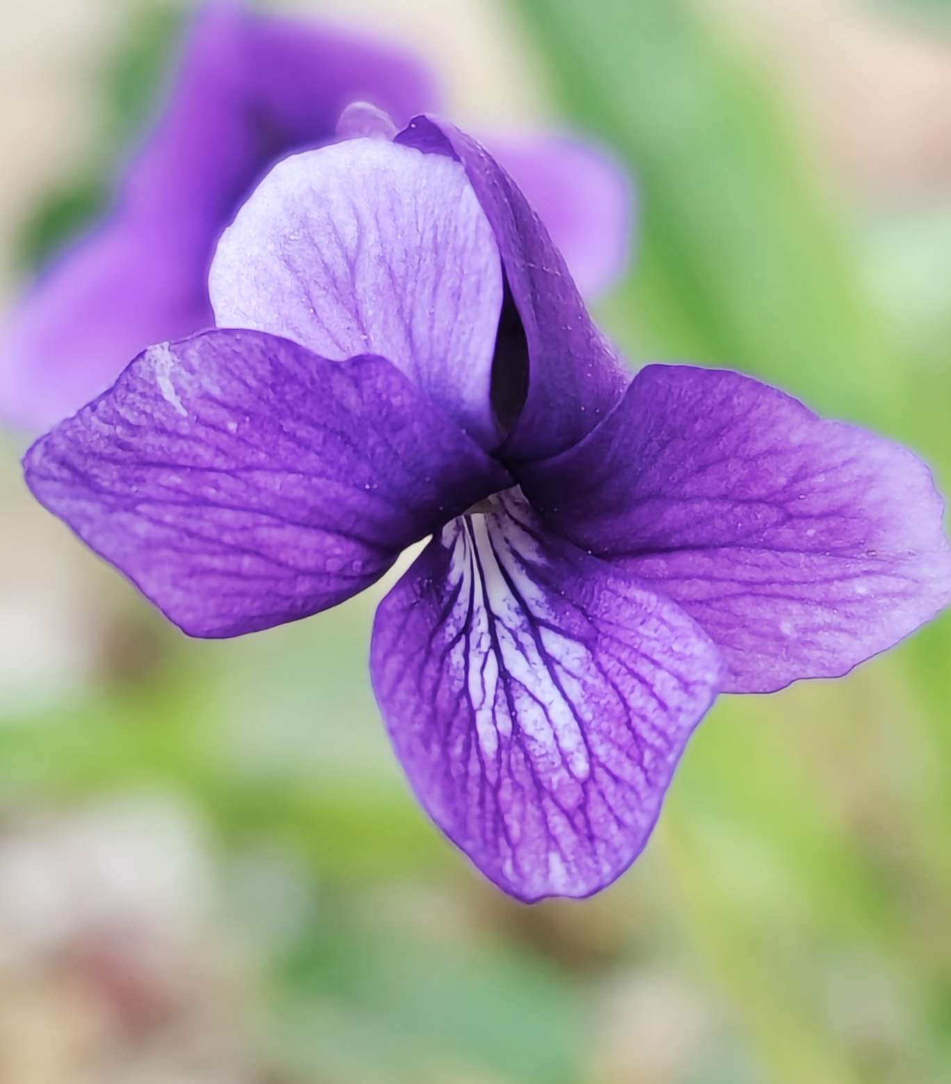 钉入泥土的地丁开出神秘紫色花朵