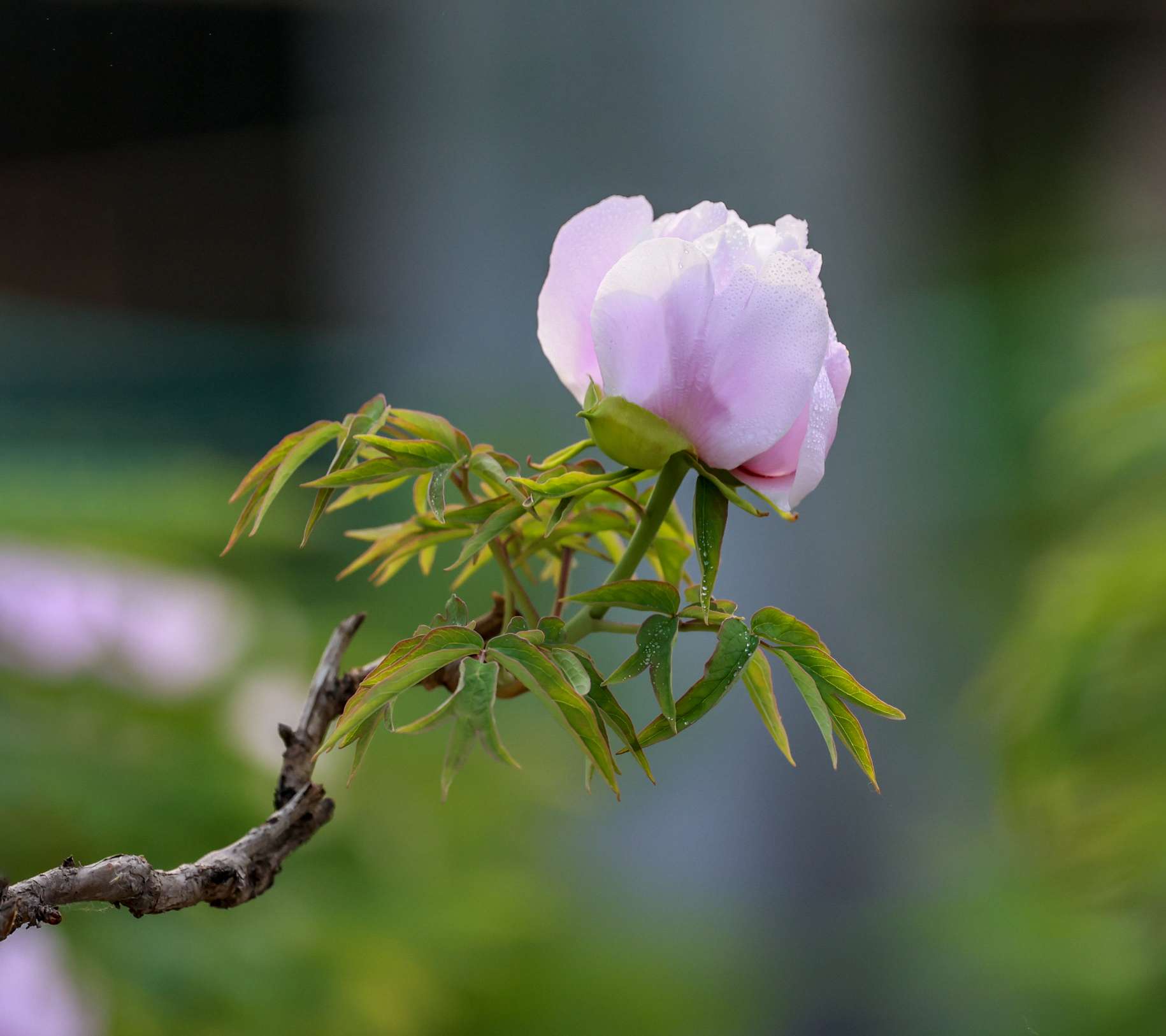 这里的牡丹花开啦