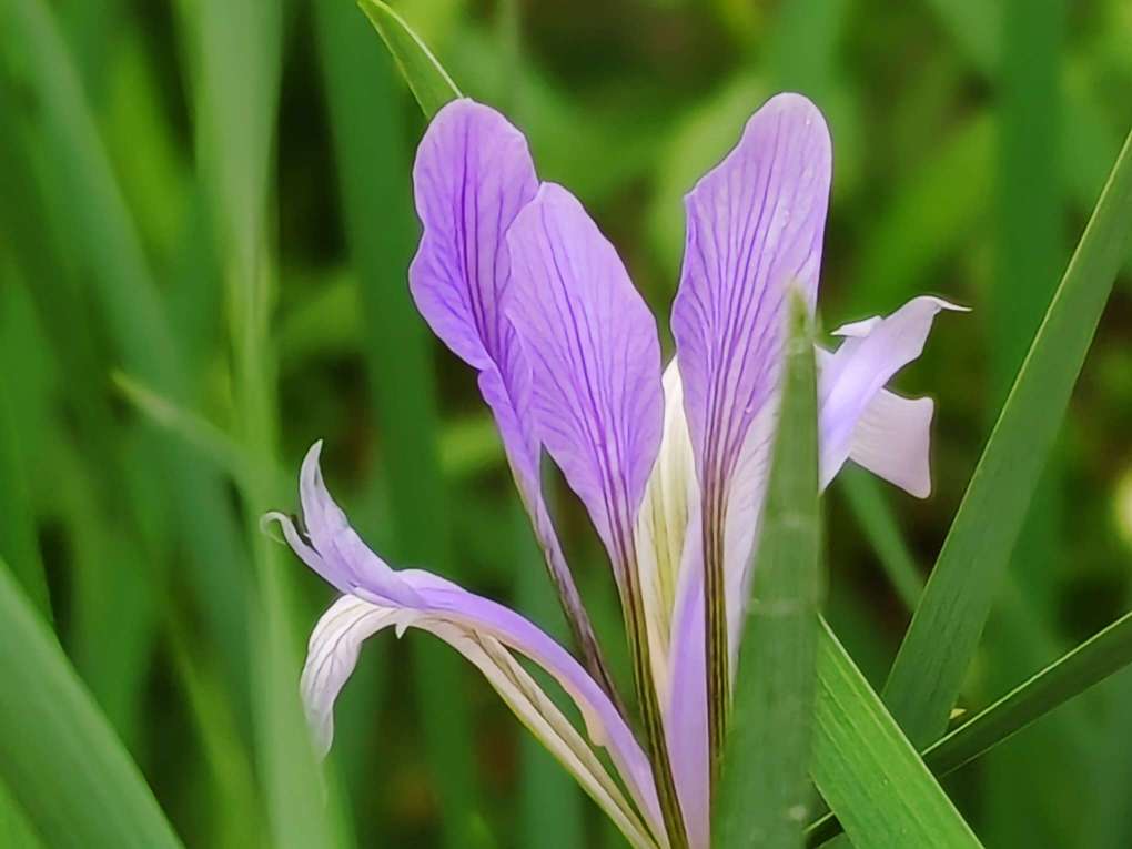 马兰花马兰花图片