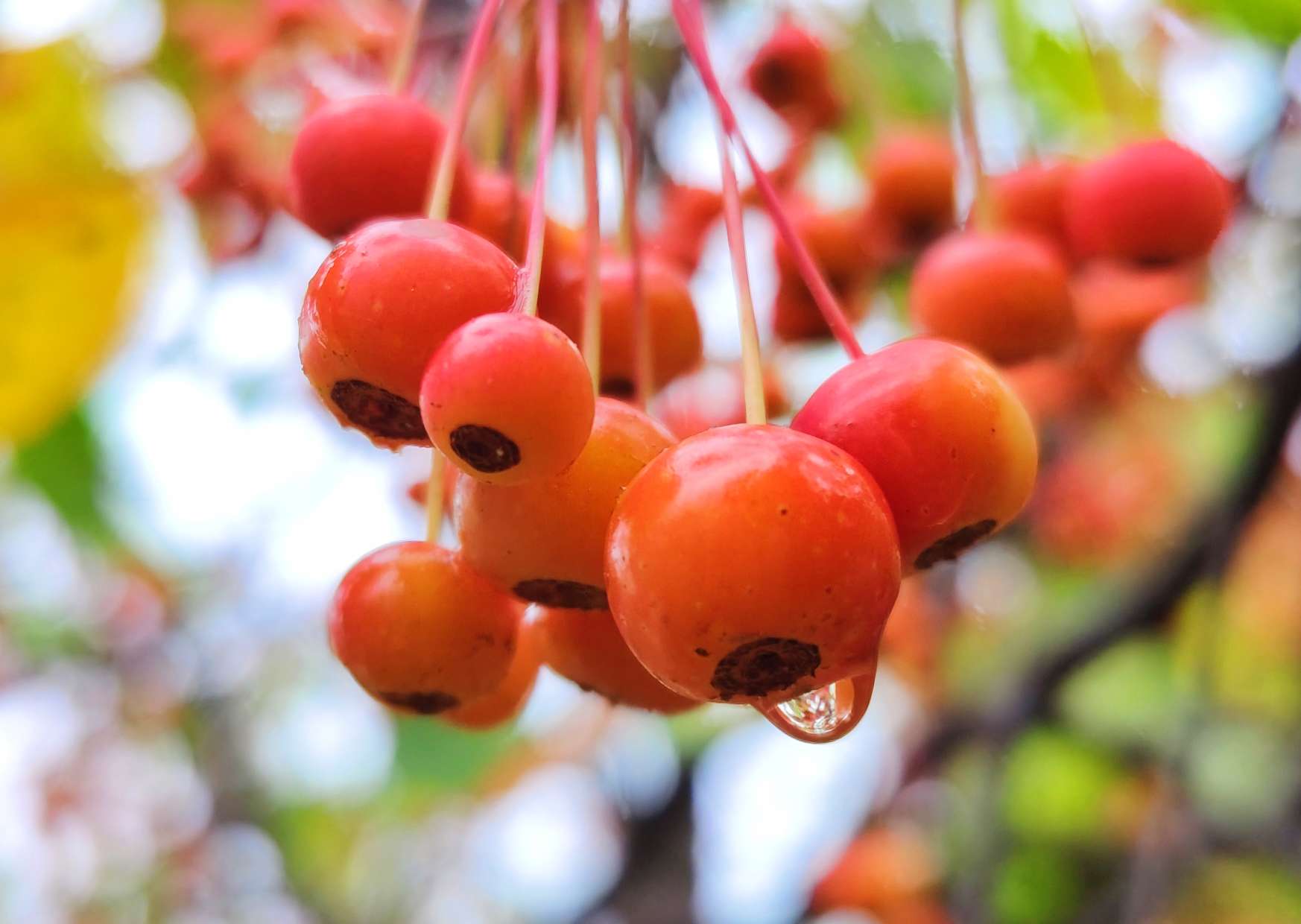 春天赏白花秋天看红果这样的海棠不一般