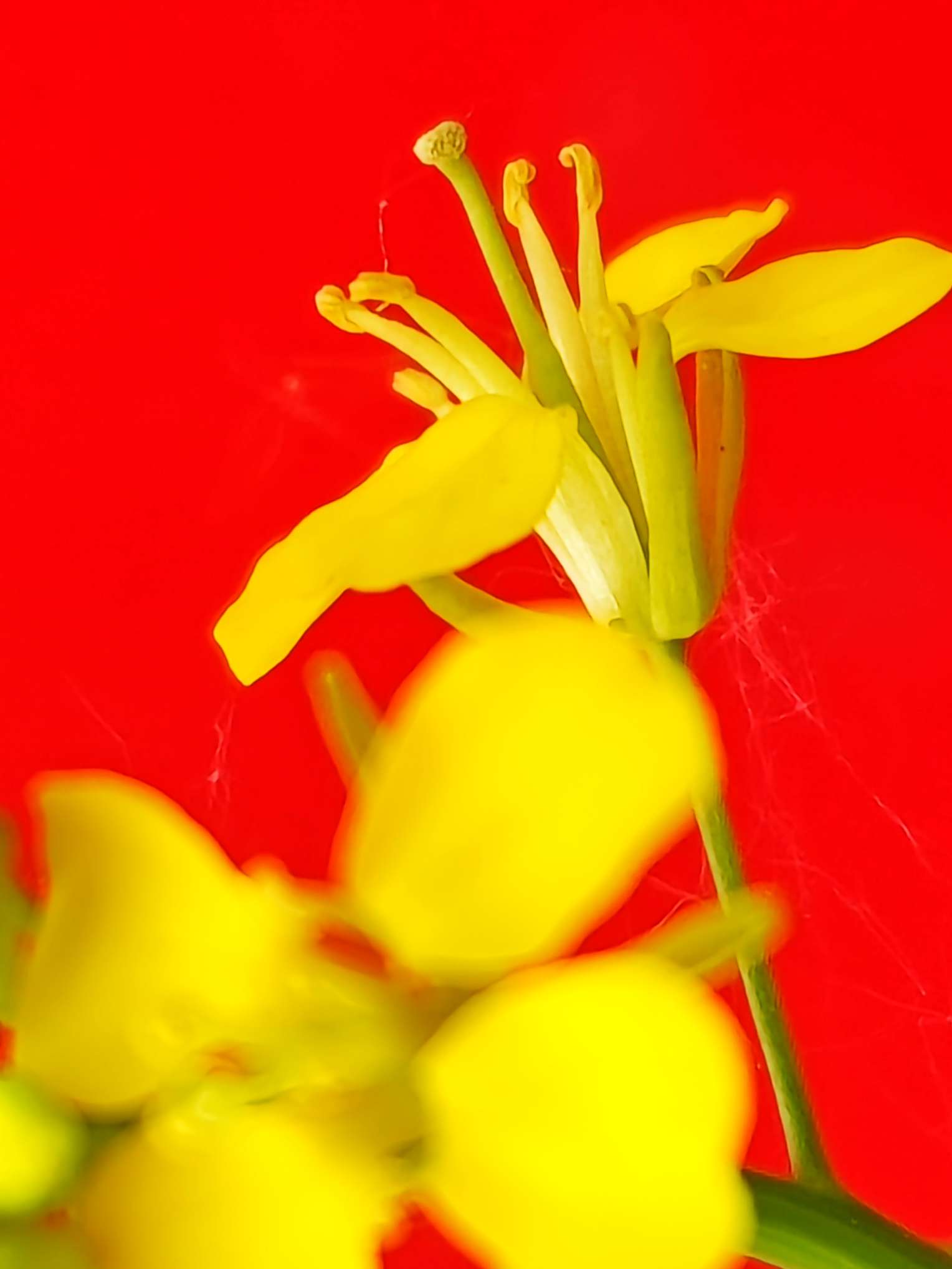 金黄色偶遇红色 油菜花精神抖擞