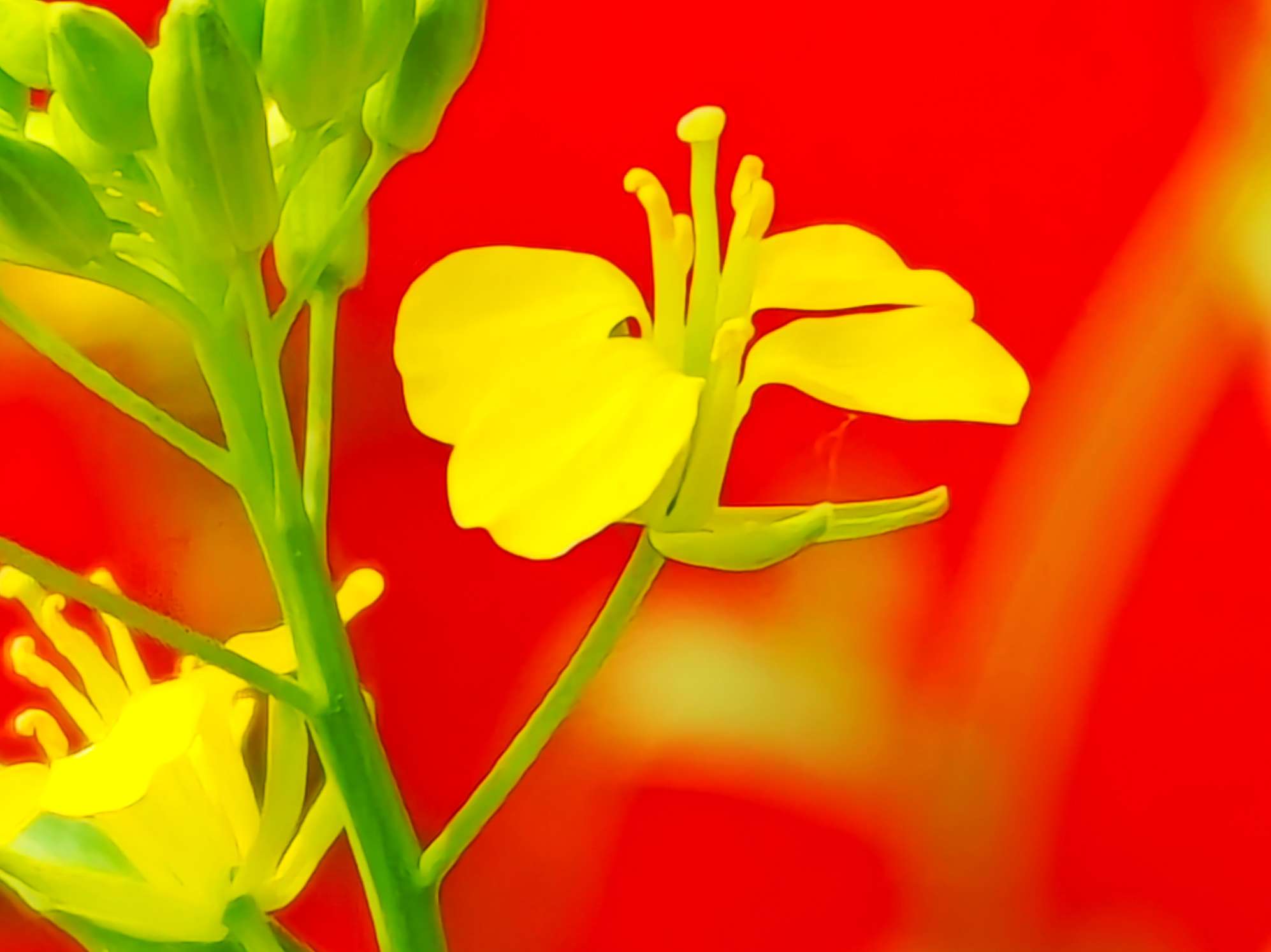 金黄色偶遇红色 油菜花精神抖擞