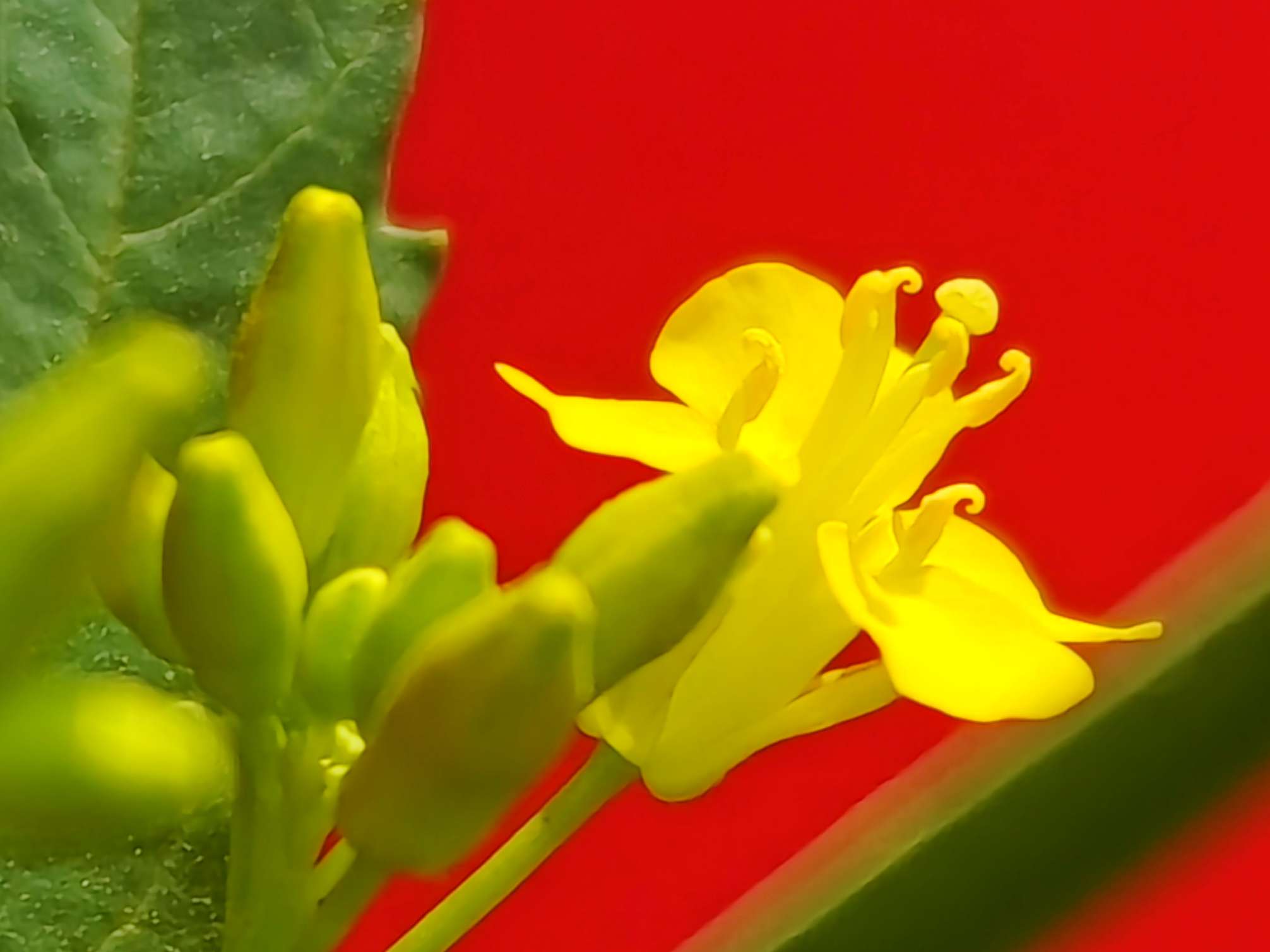 金黄色偶遇红色 油菜花精神抖擞