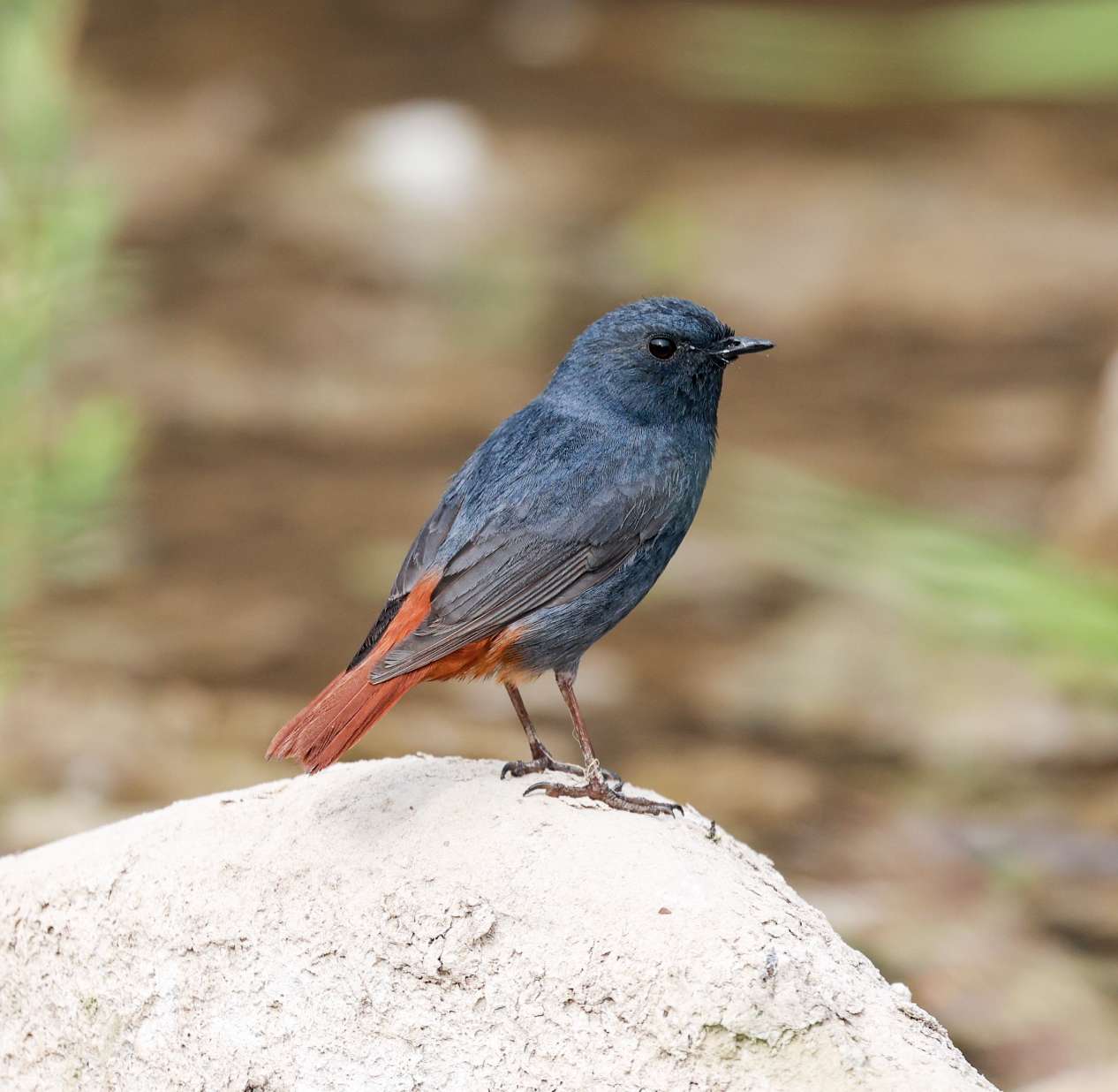 红尾水鸲,钴蓝色的雄鸟有着一条褐红色的尾巴,这也是红尾水鸲名字的