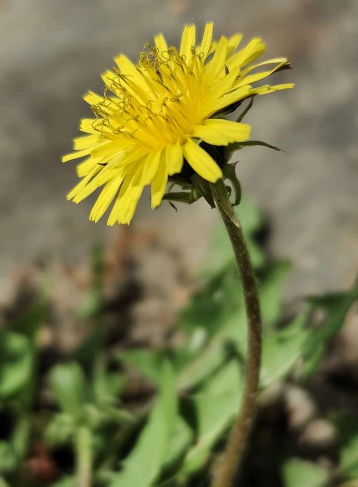 变色花蒲公英开落谁家