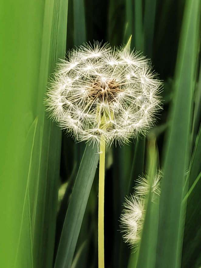 变色花蒲公英开落谁家