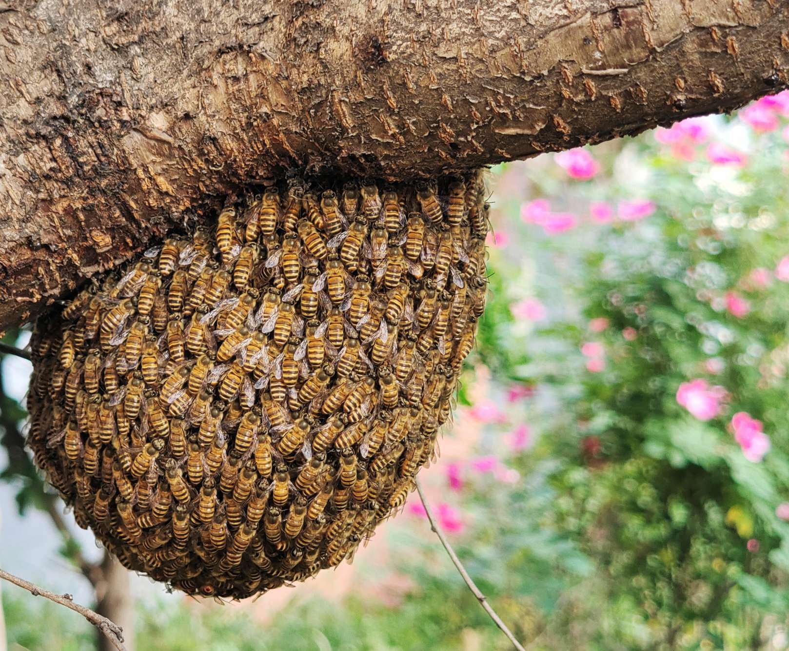 男人梦见蜜蜂成群密密麻麻(男人梦见蜜蜂成群密密麻麻在自己身上)