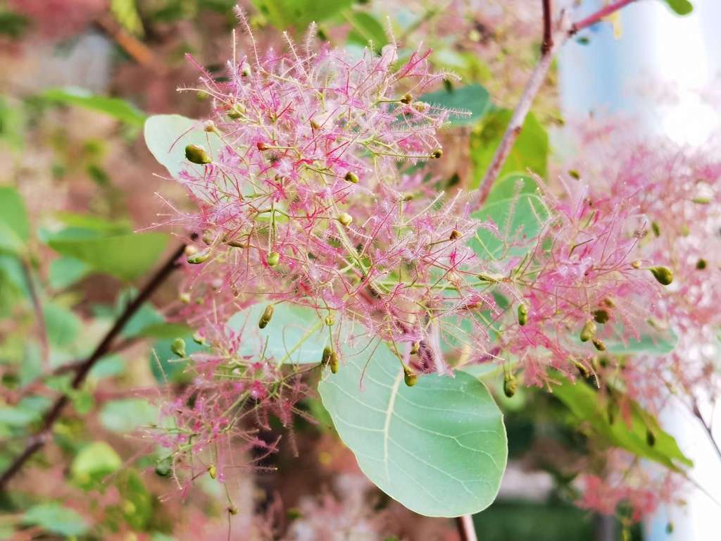 黄栌花开