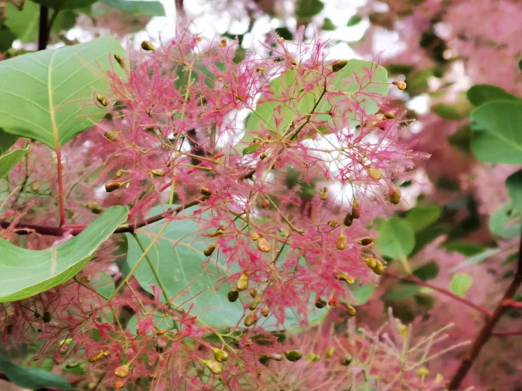 黄栌花开,像云像雾又像霞