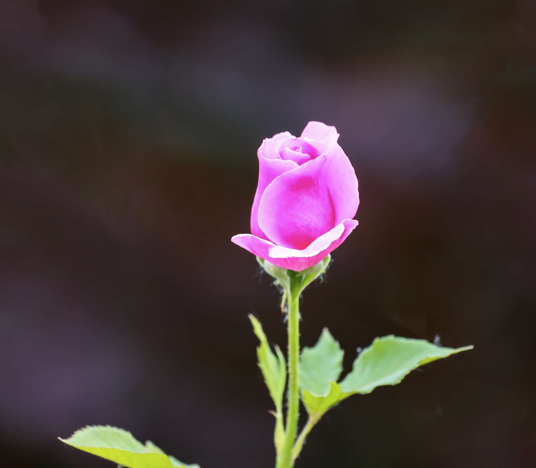 漂亮的鲜花图片迷人图片