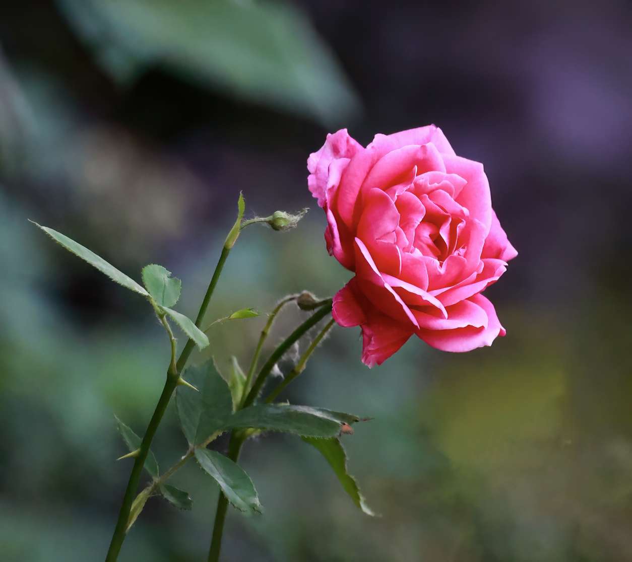 美丽漂亮的鲜花拍摄