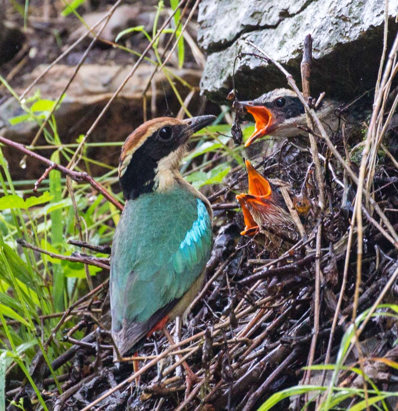 世界濒危物种—仙八色鸫欣赏