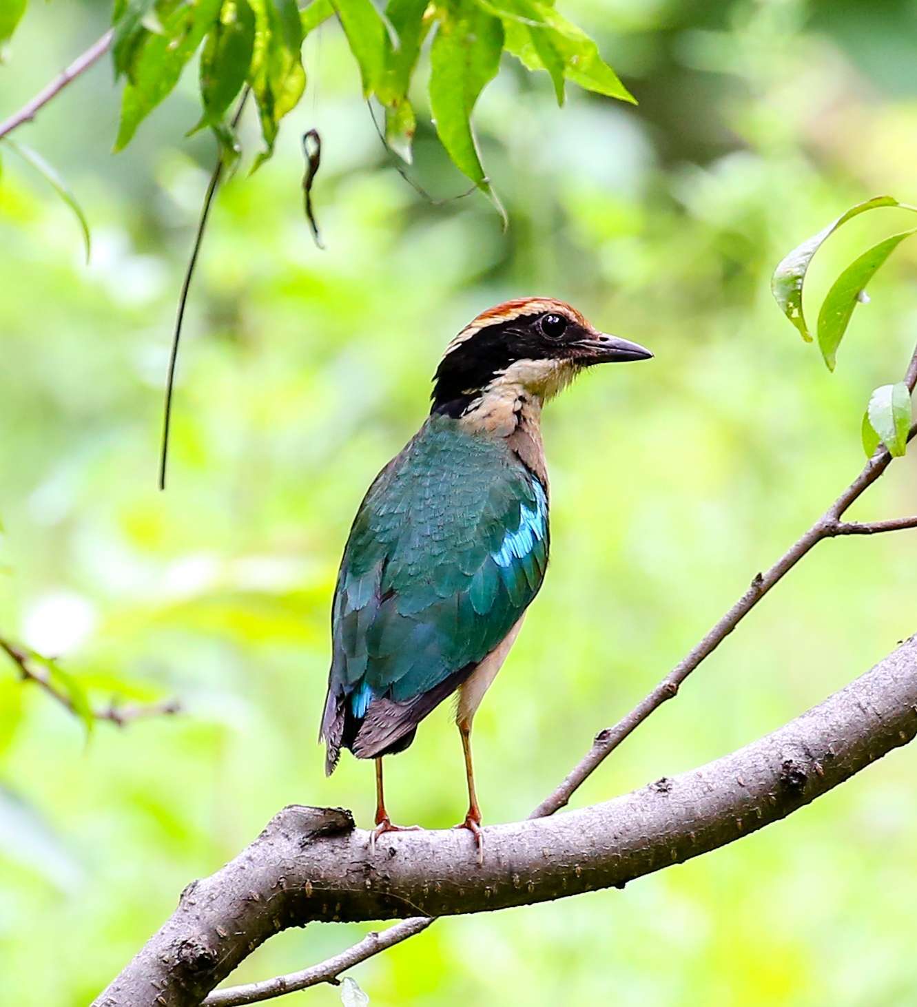 世界濒危物种—仙八色鸫欣赏