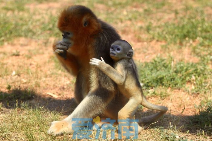 萌化了!金丝猴"小公主"与千余名小粉丝一起过六一