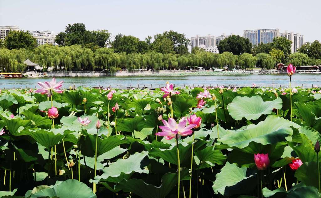 大明湖荷花绽放,惊艳了整个夏天!