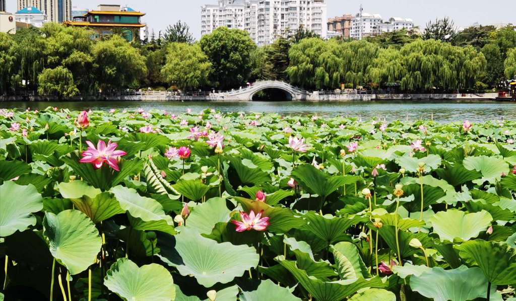 大明湖荷花绽放,惊艳了整个夏天!