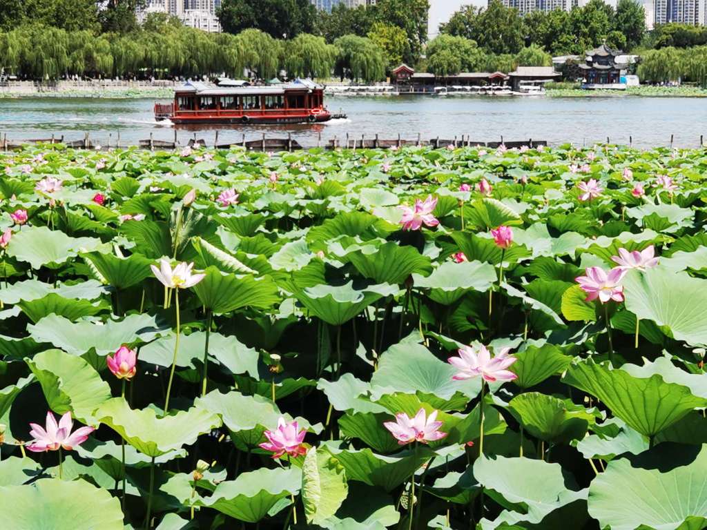 大明湖荷花绽放,惊艳了整个夏天!