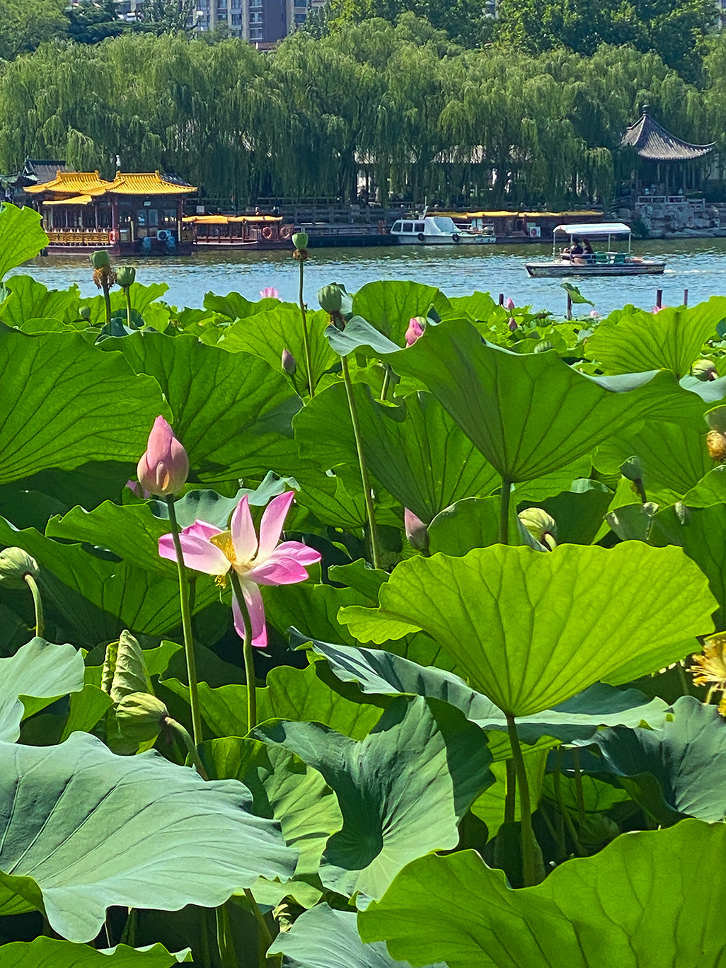 济南大明湖公园,夏荷盛开,远处的游船载着游客欣赏这美丽的景色