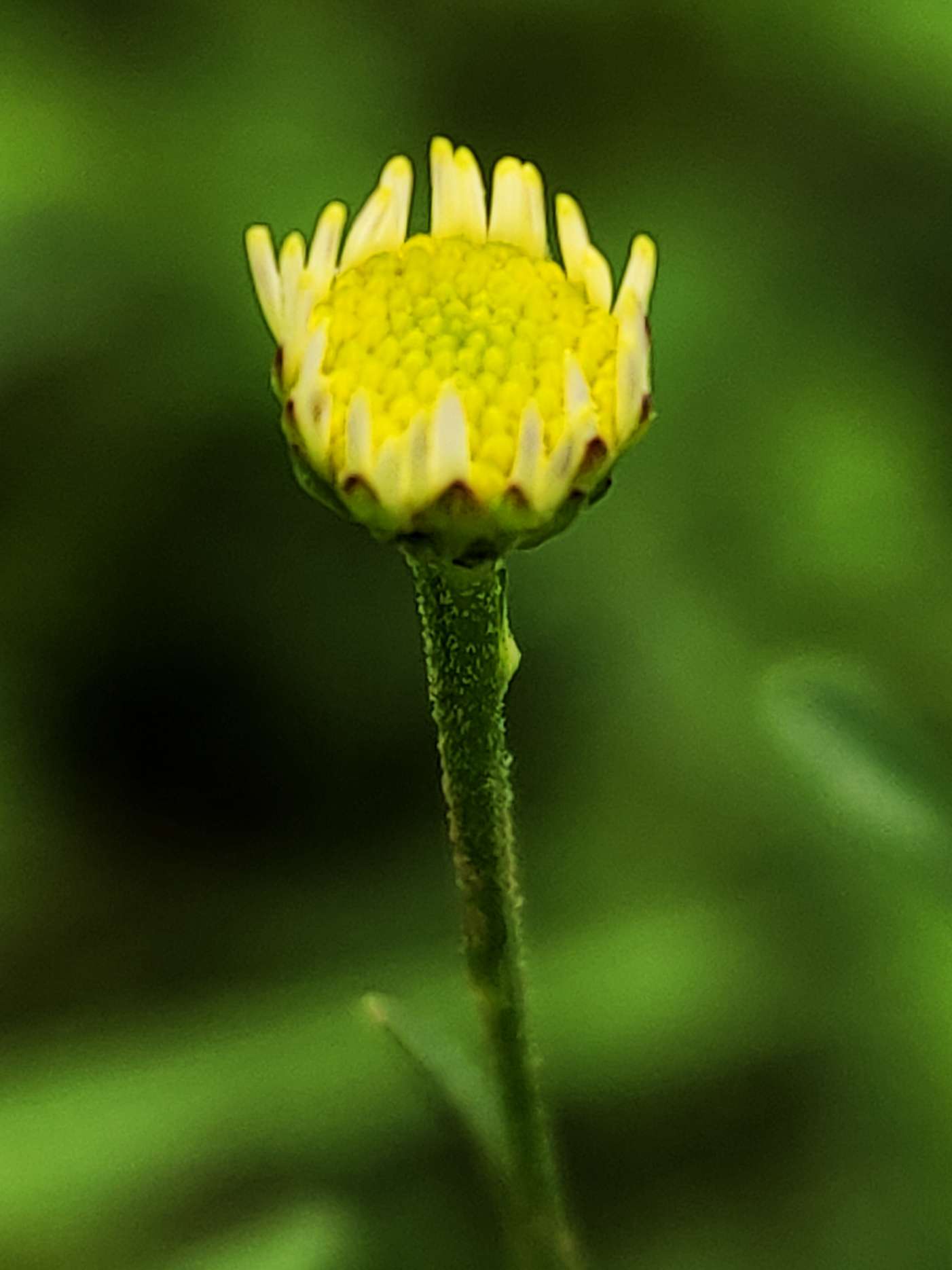 马兰头像小菊花 清新淡雅好漂亮