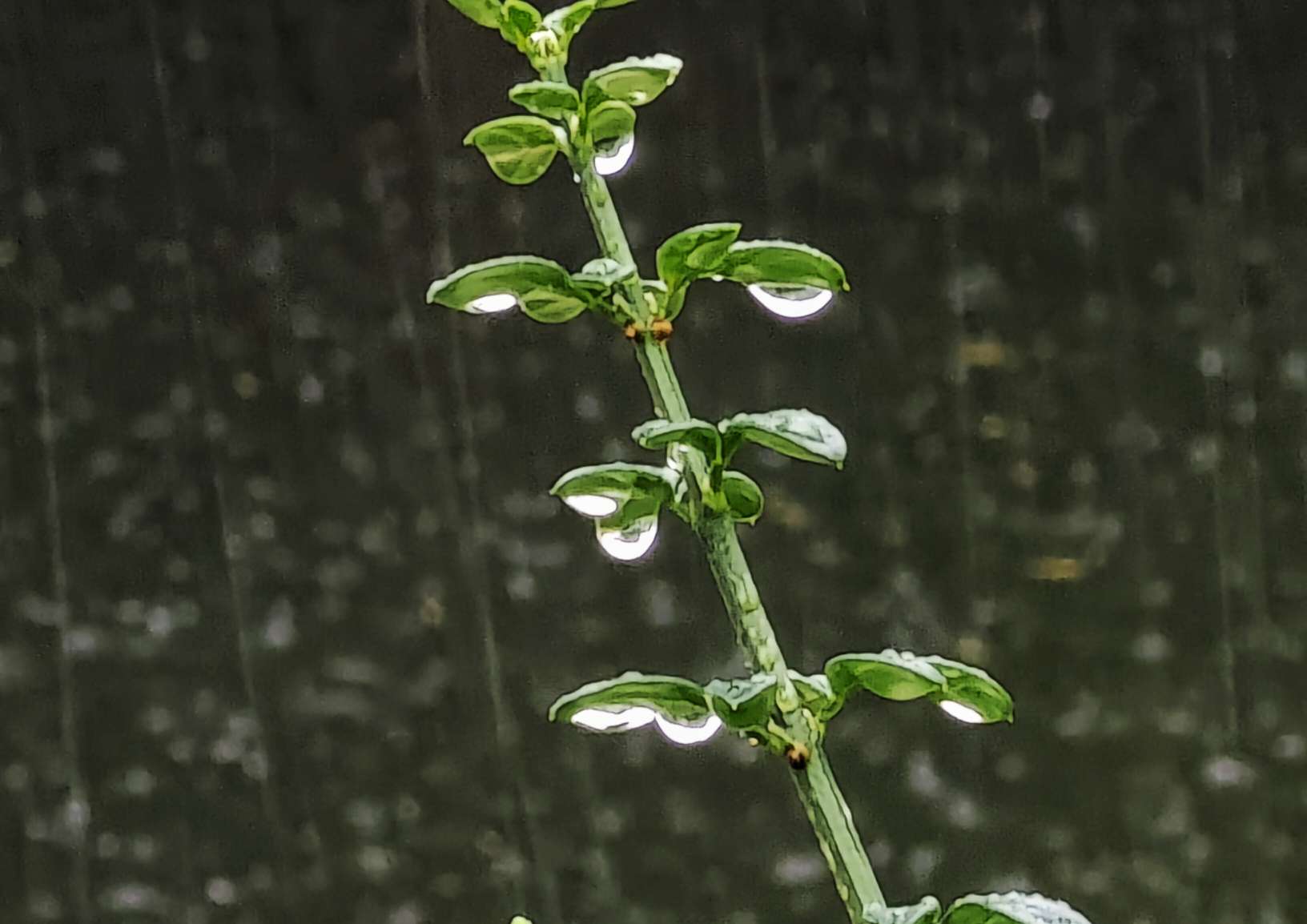 小雨滴摇摇欲坠好美丽