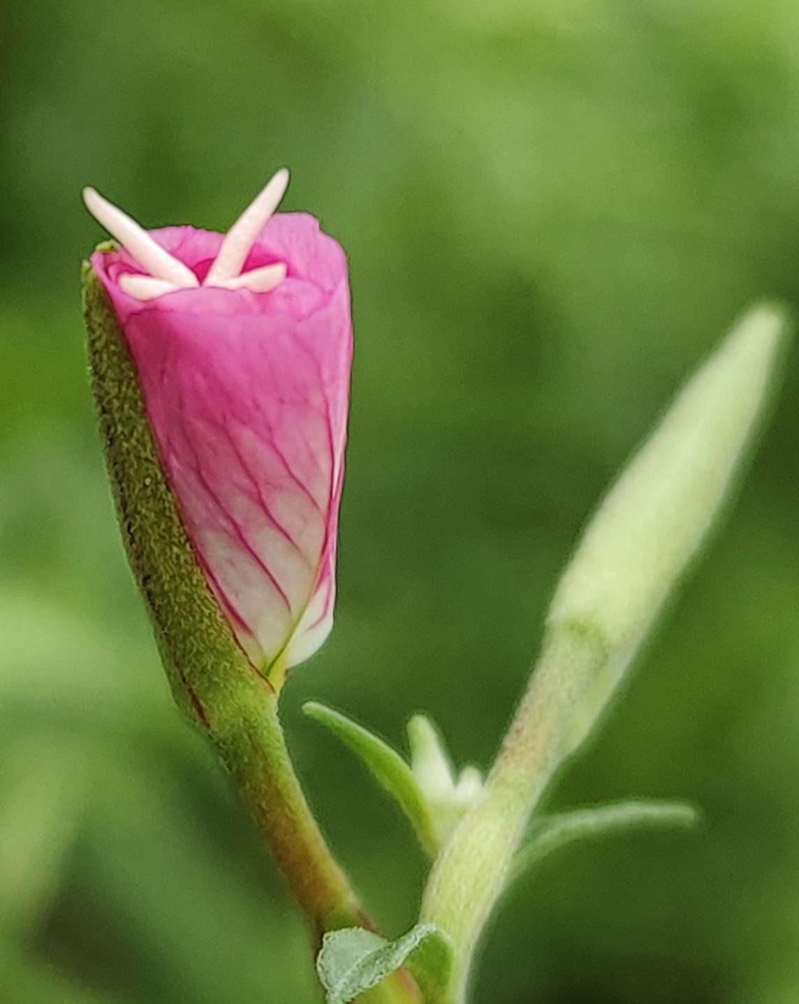 月见草图片 花语图片