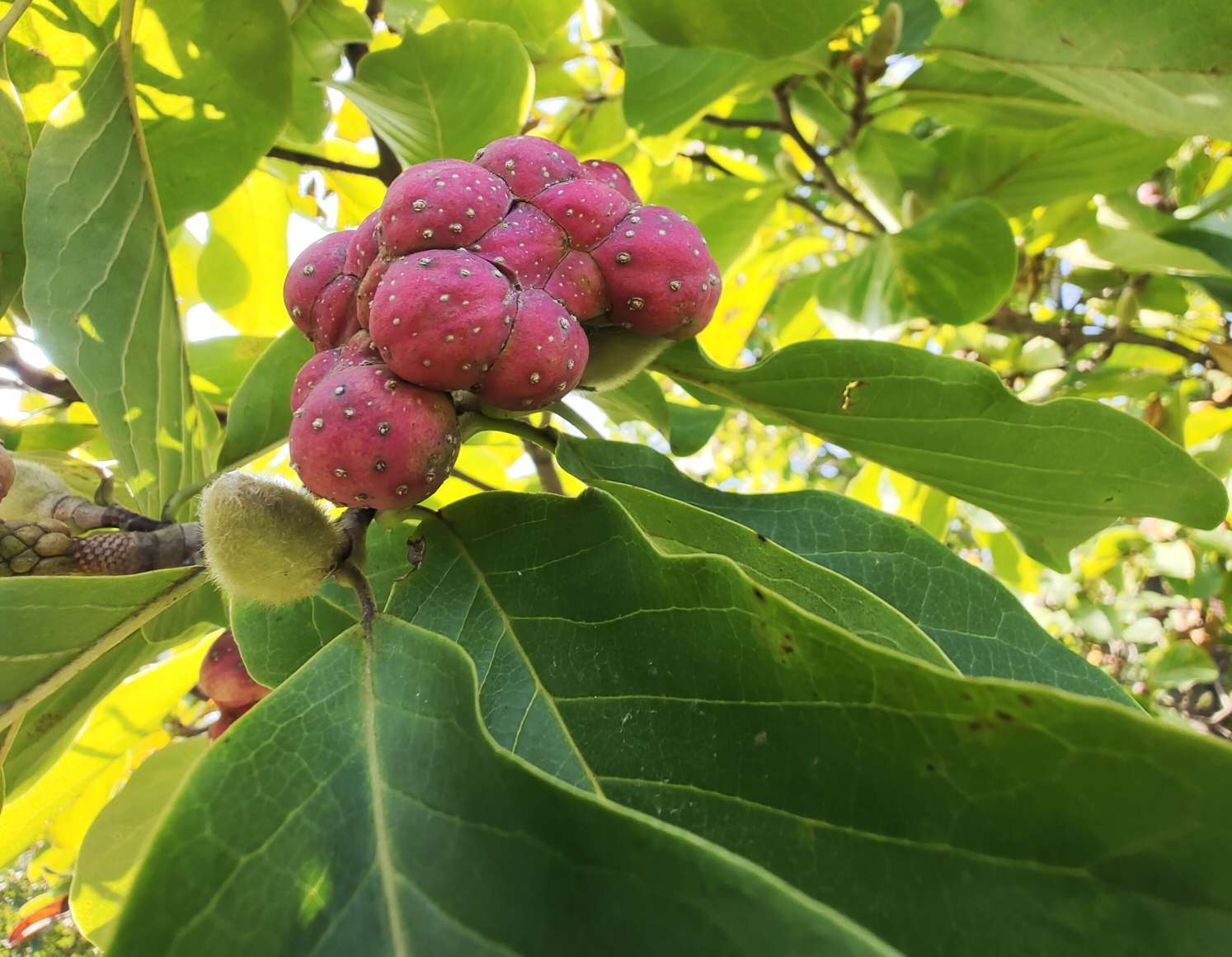 聚花果聚合果图片