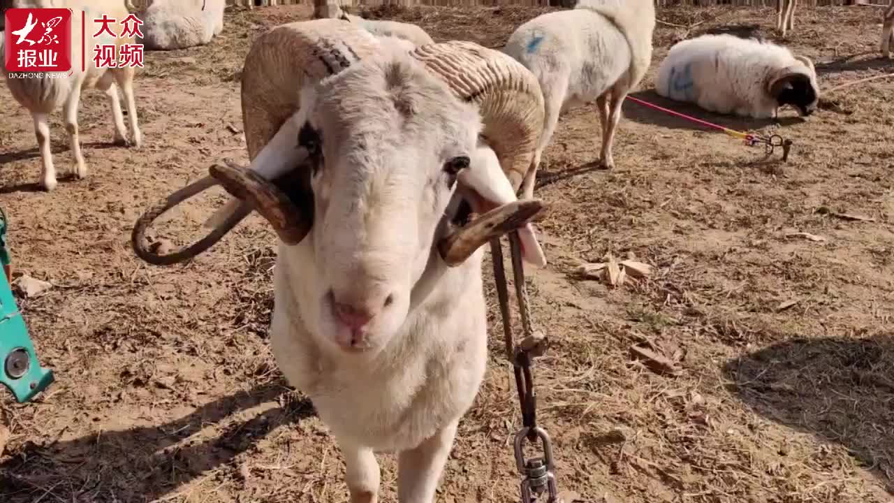 山东斗羊图片