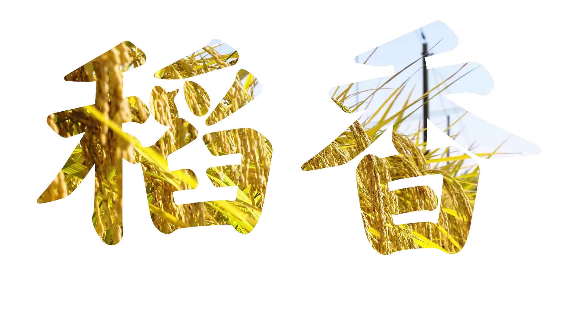 日照这么美美景⑩哼一曲稻香寻一处稻梦空间