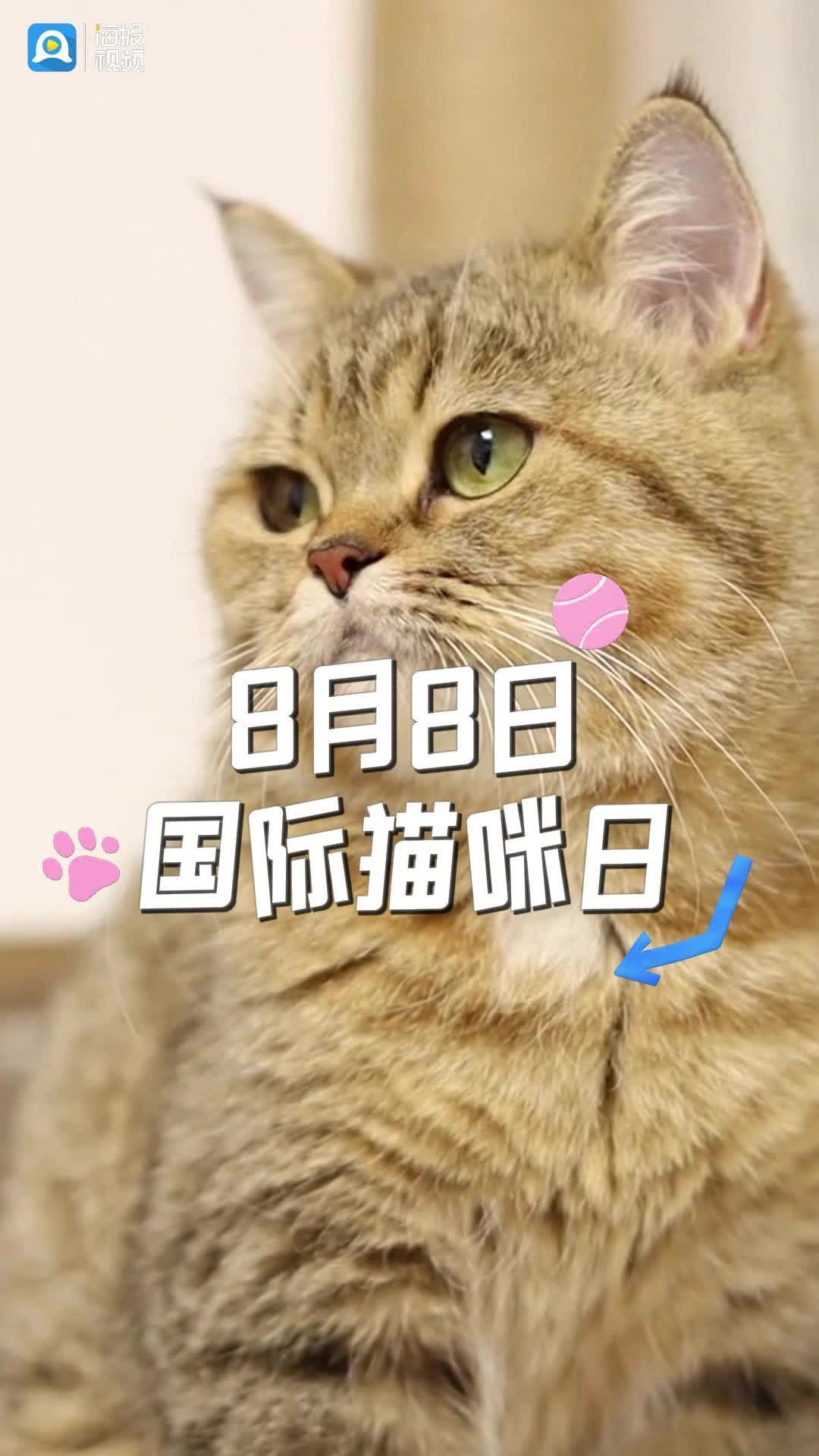 国际猫咪日